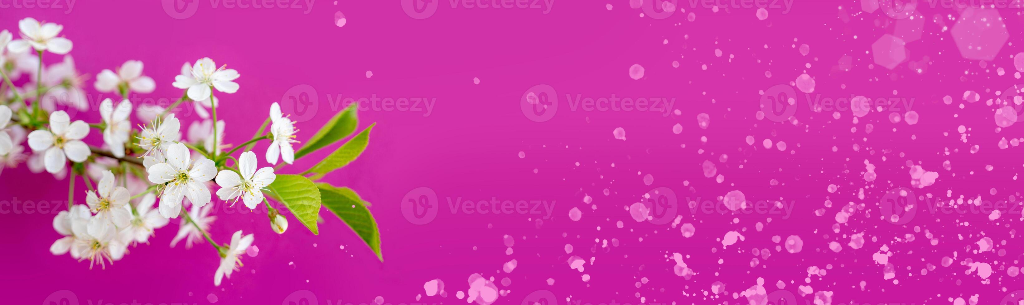 Flowering branch of a cherry tree in a festive spring garden on a pink background. photo