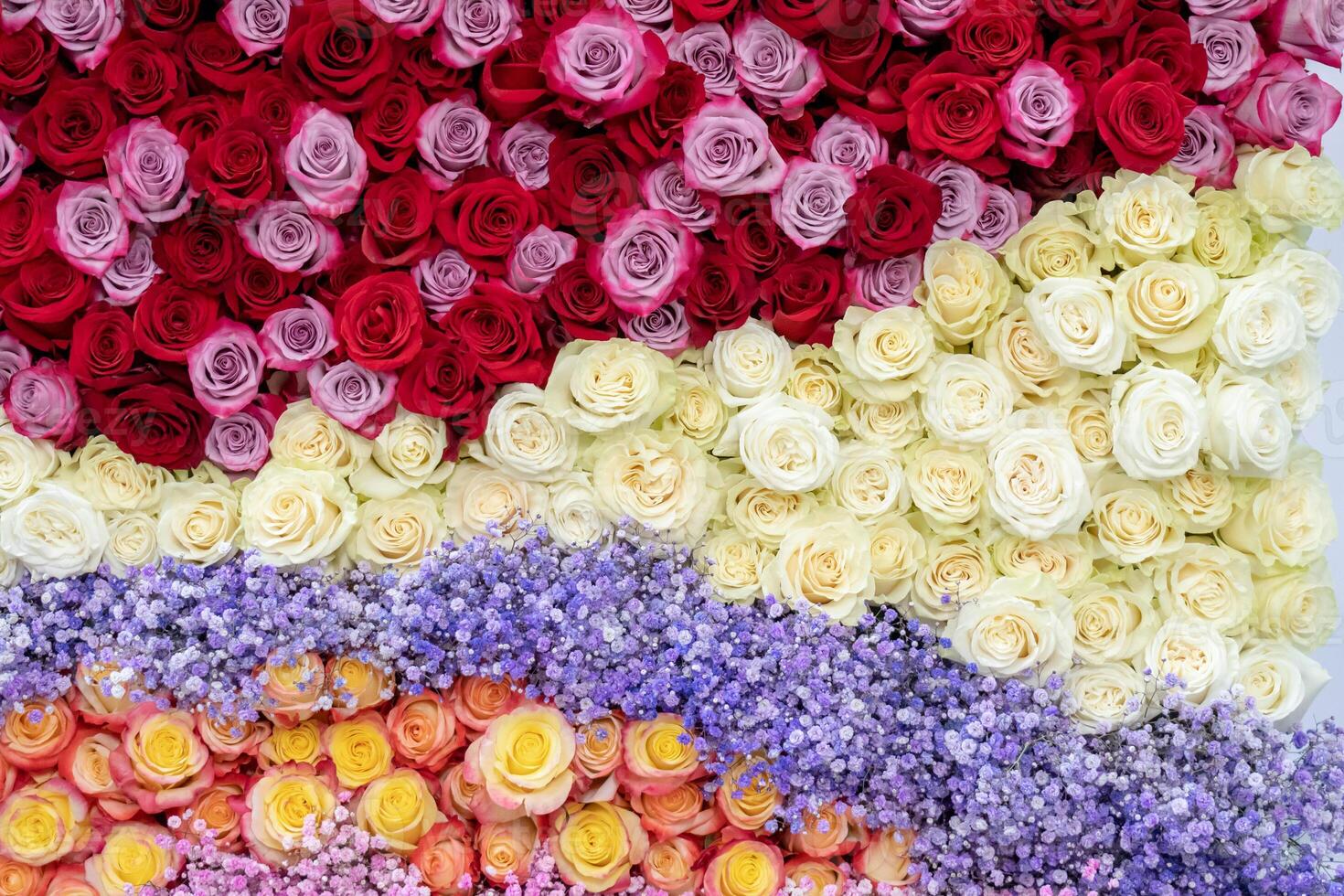 Pattern of red, orange, and yellow roses. photo