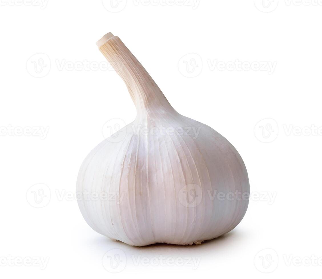 Side view of white garlic bulb isolated on white background with clipping path photo