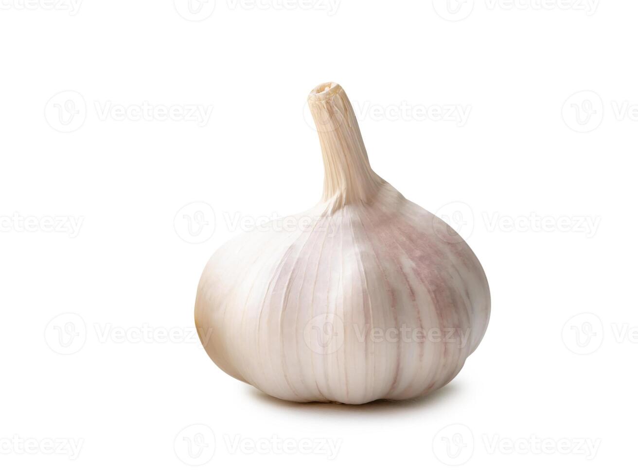 Side view of white garlic bulb isolated on white background with clipping path photo