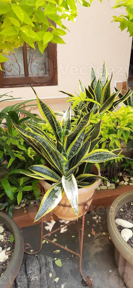Lidah Mertua or Sansevieria trifasciata or Snake plants growing on the pots in the garden photo