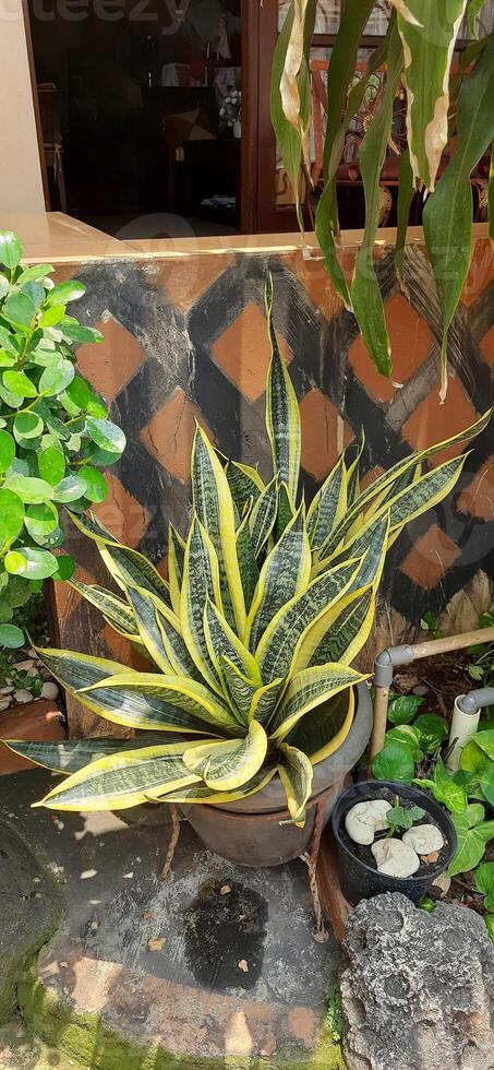 Lidah Mertua or Sansevieria trifasciata or Snake plants growing on the pots in the garden photo