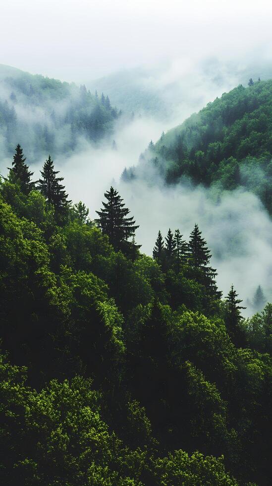 Misty Forest Landscape with Lush Green Coniferous Trees and Rolling Hills in Soft Fog photo