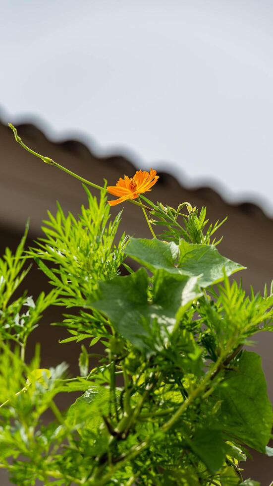 Sulfur Cosmos, Yellow Cosmos blooming in the garden photo