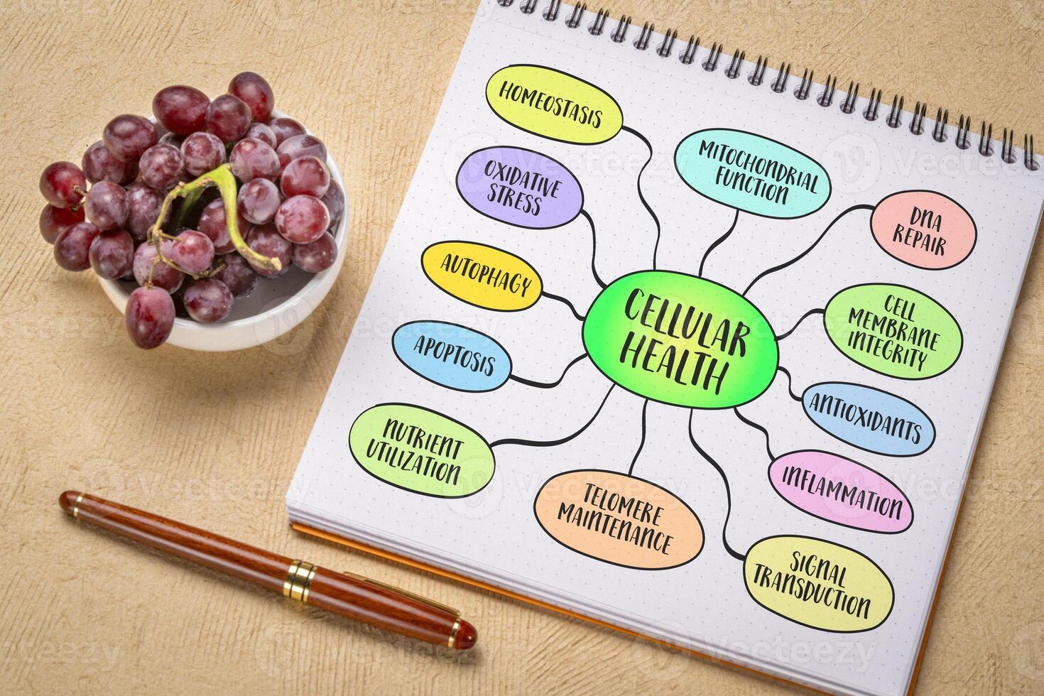 cellular health concept, processes that contribute to the optimal functioning of organism cells, mind map sketch photo