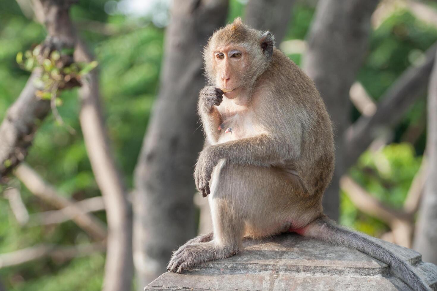 a brown color monkey stand on tree photo
