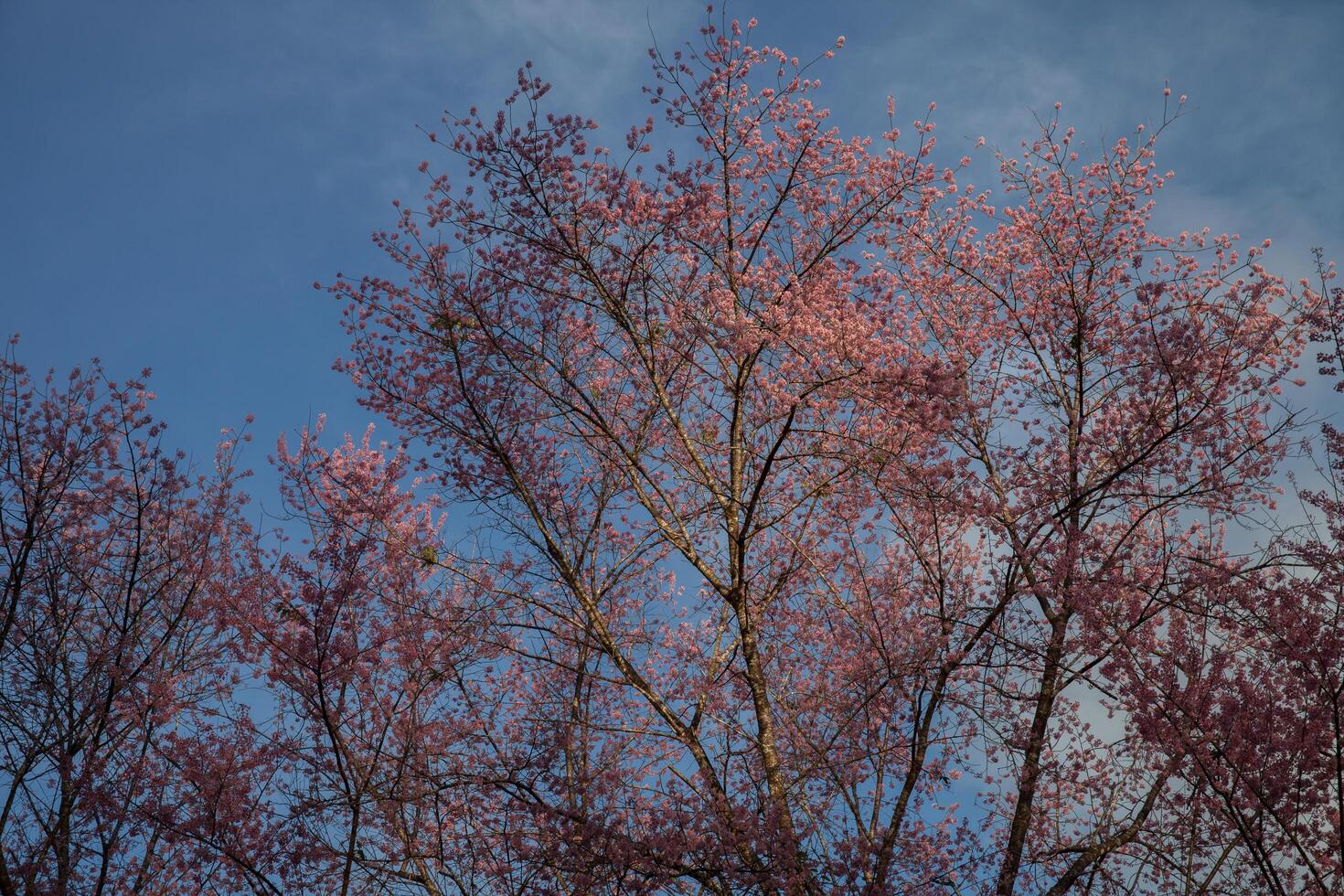 Close up of Thai blossom flower at winter time photo