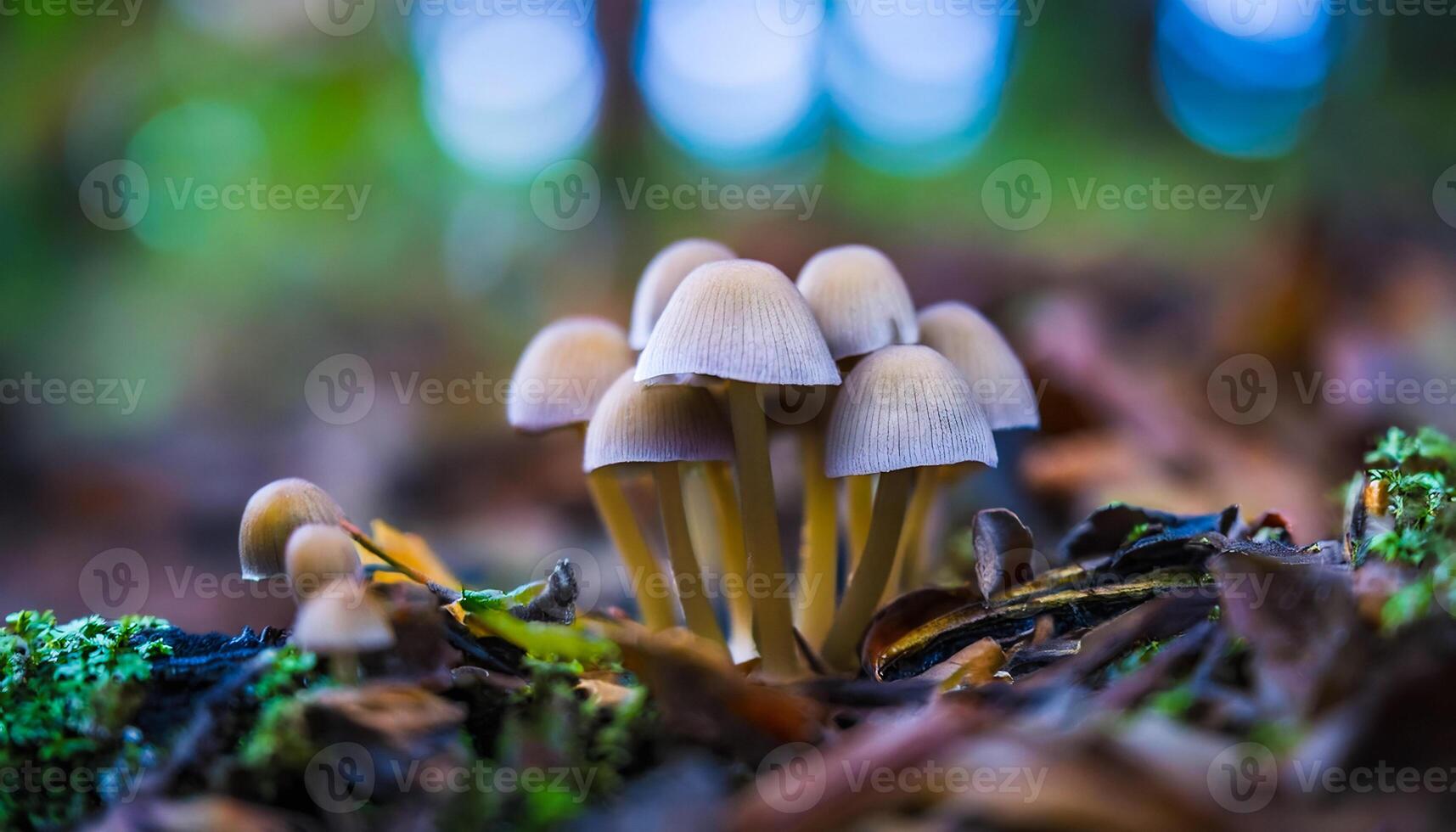 The Mushroom Forest wallpaper photo
