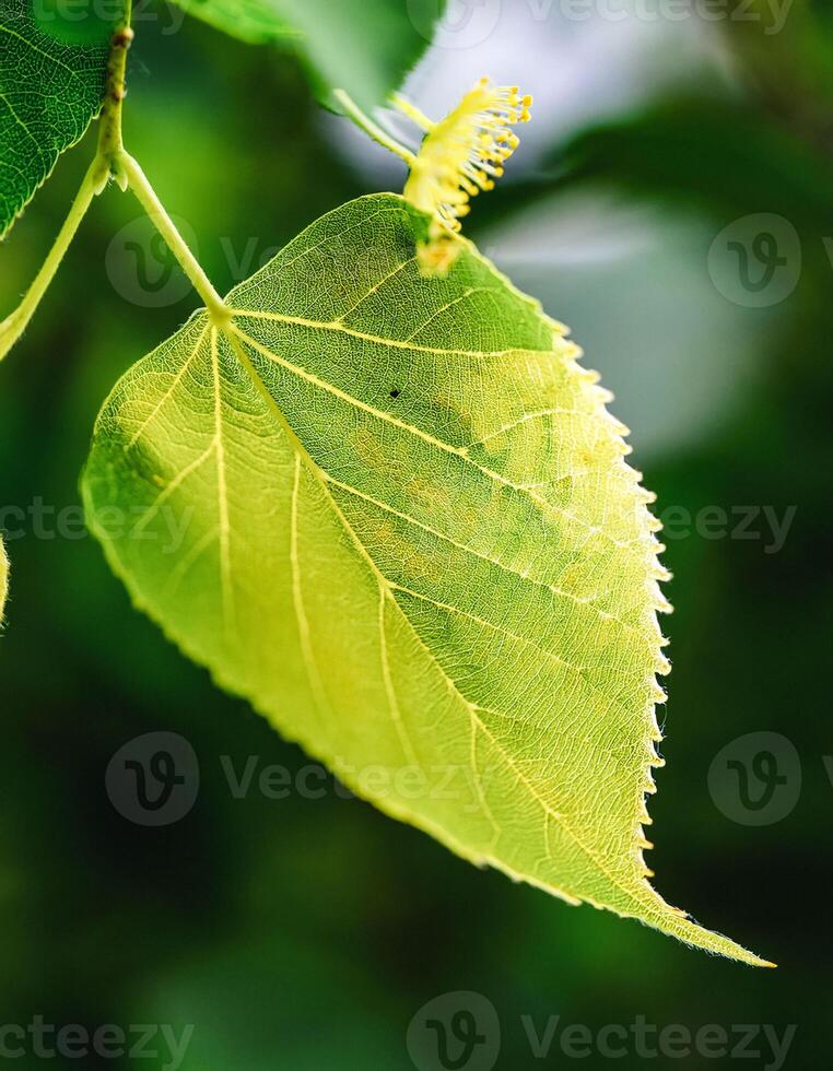 Macro Shot of Nature Life in Forest , Detailed Forest Nature Photography photo