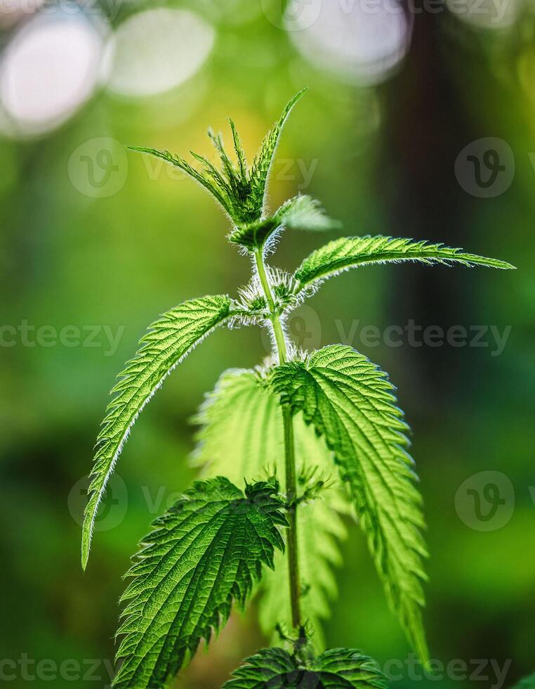 Macro Shot of Nature Life in Forest , Detailed Forest Nature Photography photo