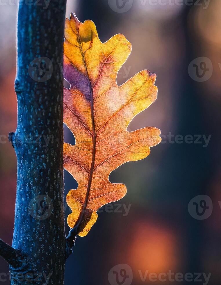 Macro Shot of Nature Life in Forest , Detailed Forest Nature Photography photo