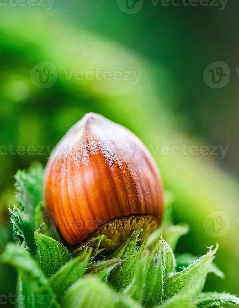 Macro Shot of Nature Life in Forest , Detailed Forest Nature Photography photo