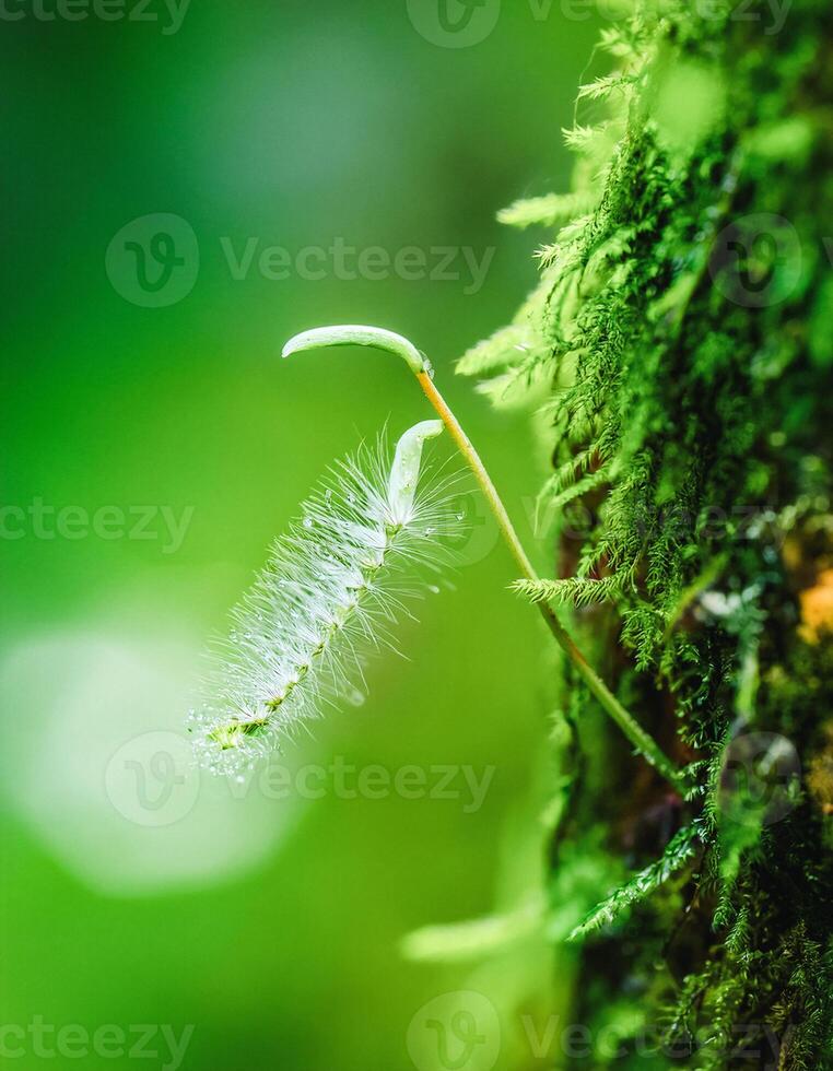 Macro Shot of Nature Life in Forest , Detailed Forest Nature Photography photo