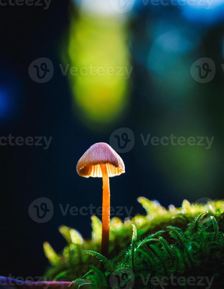 Macro Shot of Nature Life in Forest , Detailed Forest Nature Photography photo