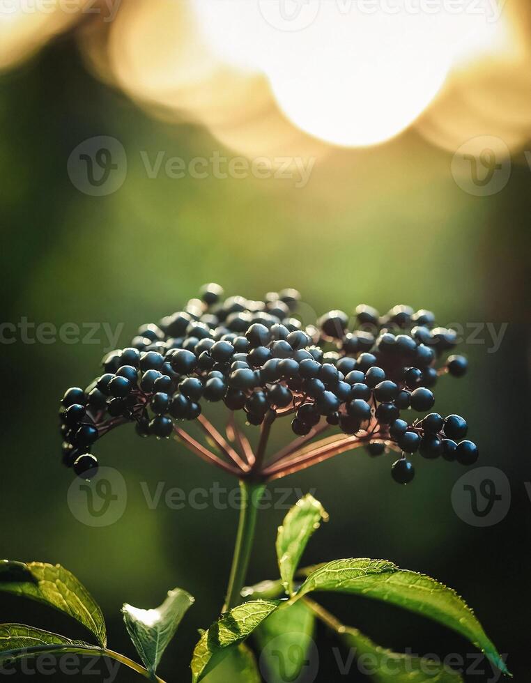 Macro Shot of Nature Life in Forest , Detailed Forest Nature Photography photo