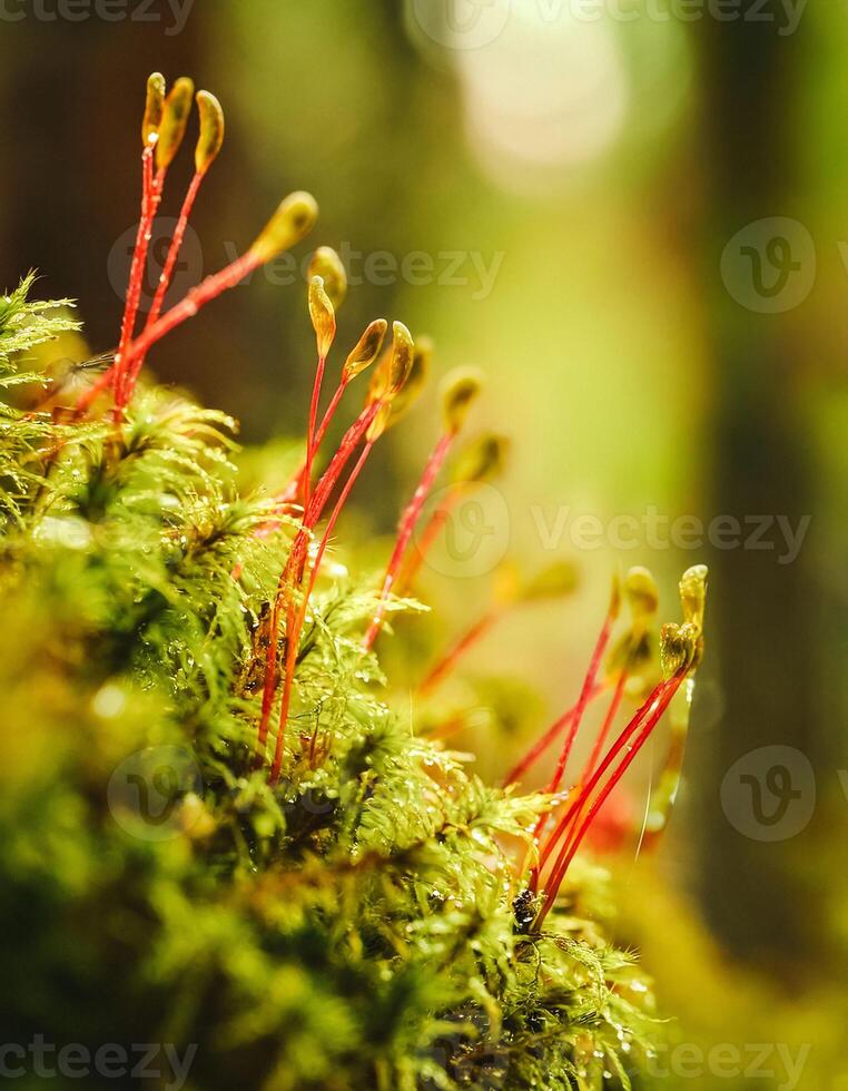 Macro Shot of Nature Life in Forest , Detailed Forest Nature Photography photo