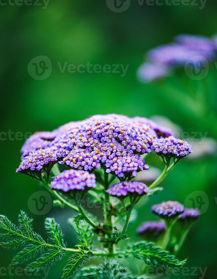 Macro Shot of Nature Life in Forest , Detailed Forest Nature Photography photo