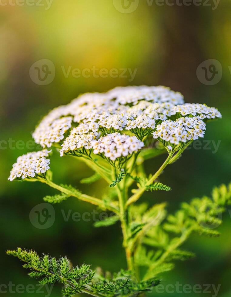 Macro Shot of Nature Life in Forest , Detailed Forest Nature Photography photo