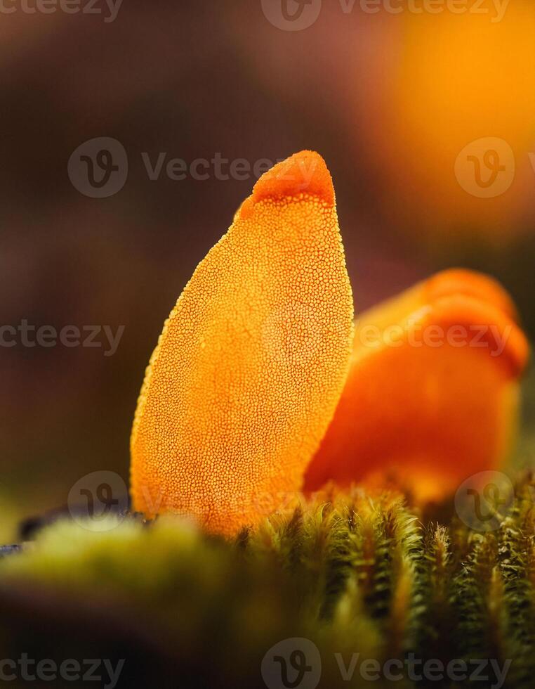 Macro Shot of Nature Life in Forest , Detailed Forest Nature Photography photo