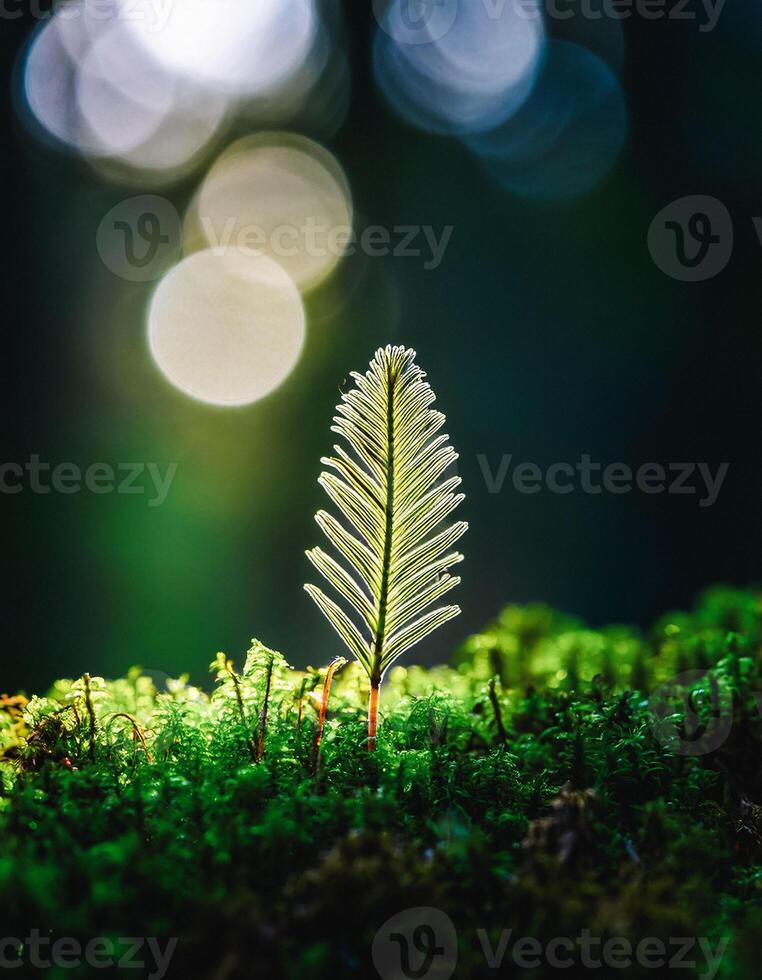 Macro Shot of Nature Life in Forest , Detailed Forest Nature Photography photo