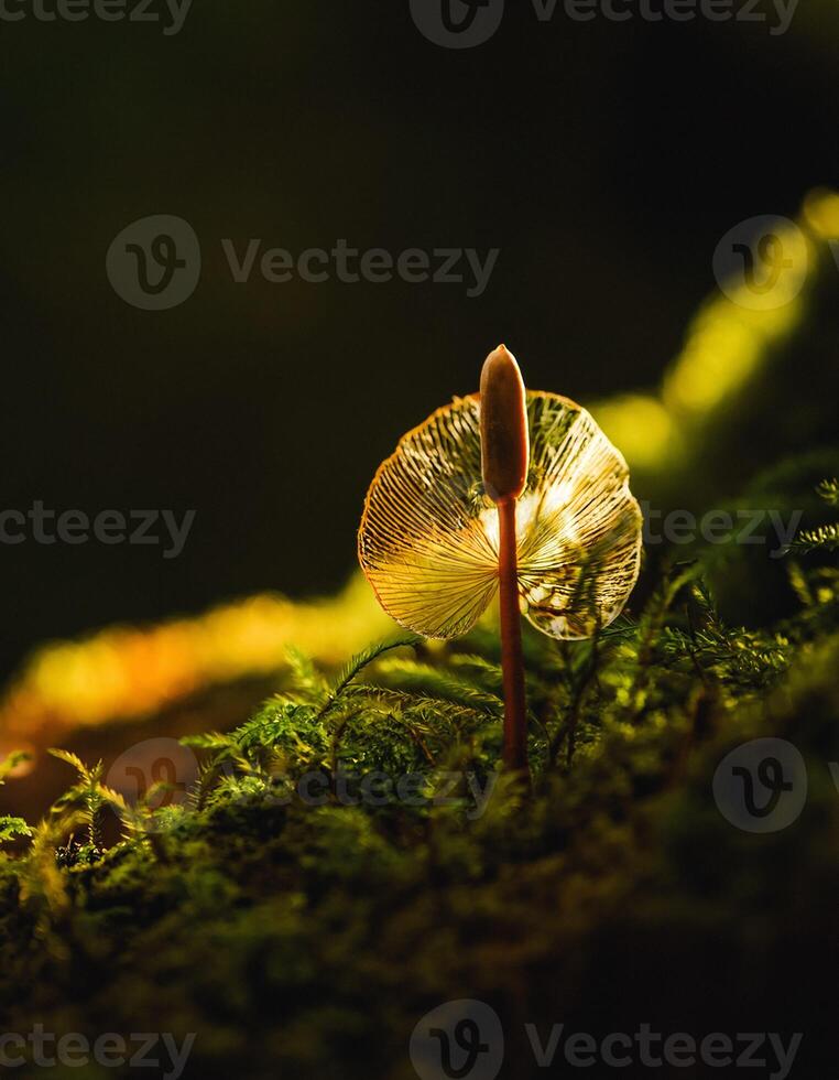 Macro Shot of Nature Life in Forest , Detailed Forest Nature Photography photo