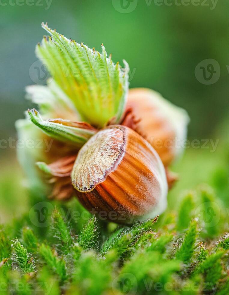 Macro Shot of Nature Life in Forest , Detailed Forest Nature Photography photo