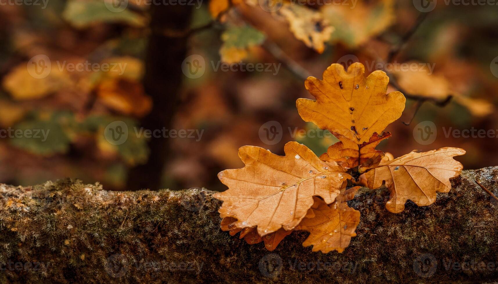 Macro Shot of Nature Life in Forest Detailed Forest Nature Photography wallpaper photo