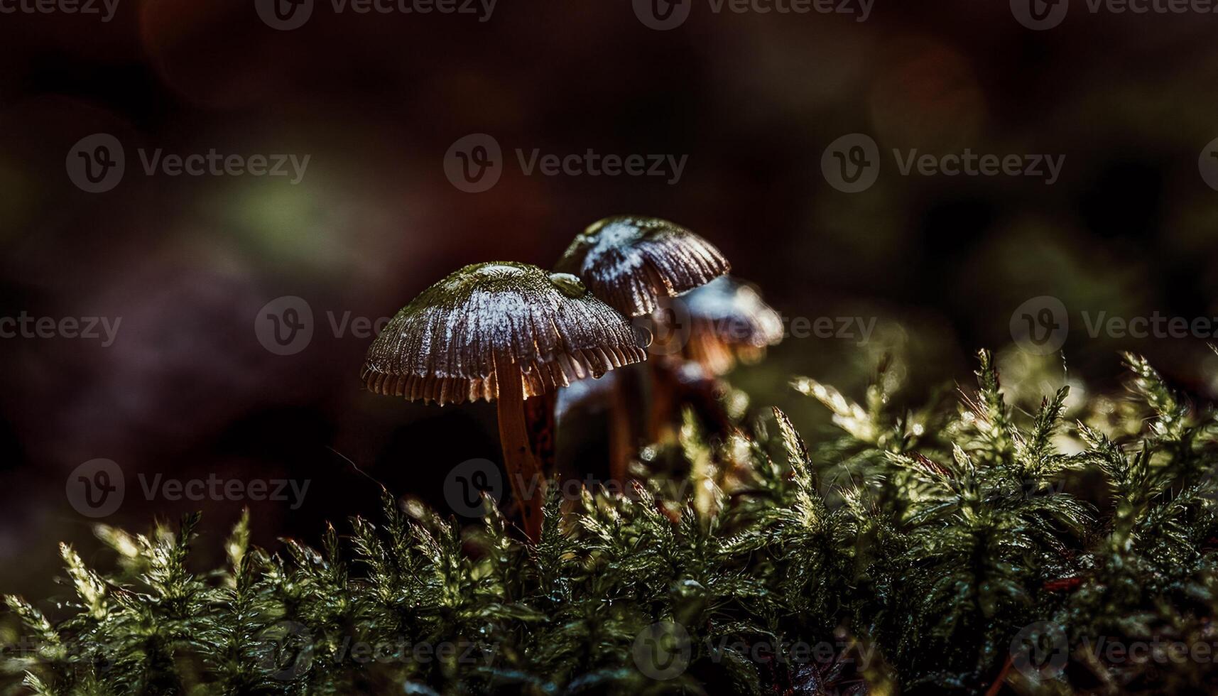 Macro Shot of Nature Life in Forest Detailed Forest Nature Photography wallpaper photo