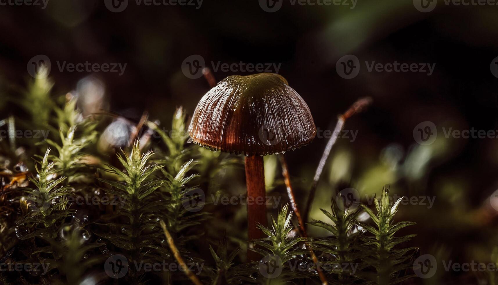 Macro Shot of Nature Life in Forest Detailed Forest Nature Photography wallpaper photo