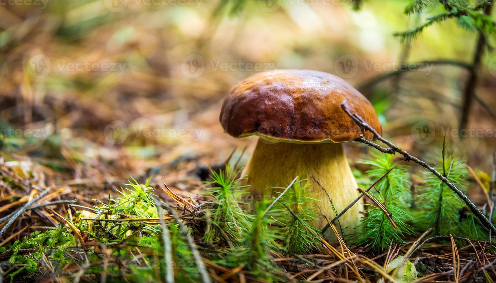The Mushroom Forest wallpaper photo