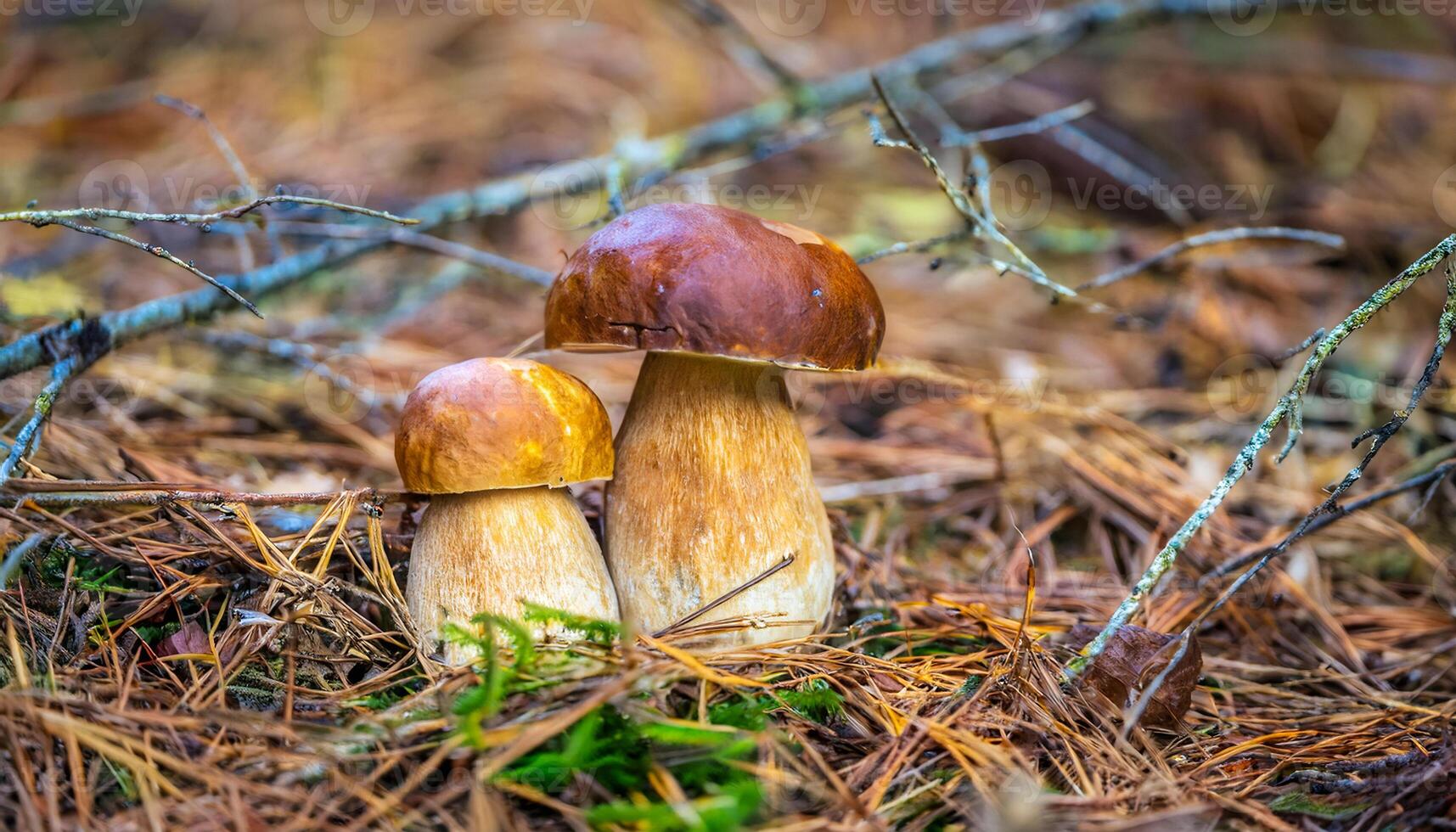 The Mushroom Forest wallpaper photo
