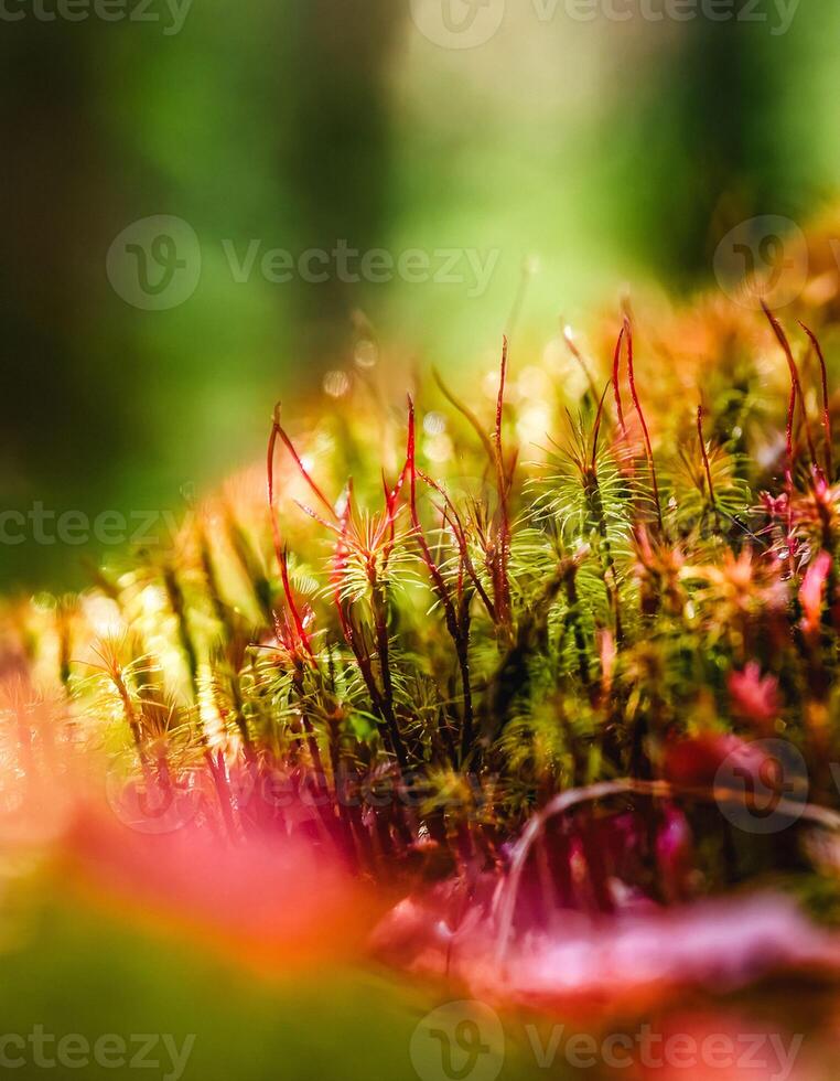Macro Shot of Nature Life in Forest , Detailed Forest Nature Photography photo