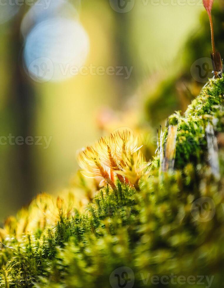 Macro Shot of Nature Life in Forest , Detailed Forest Nature Photography photo
