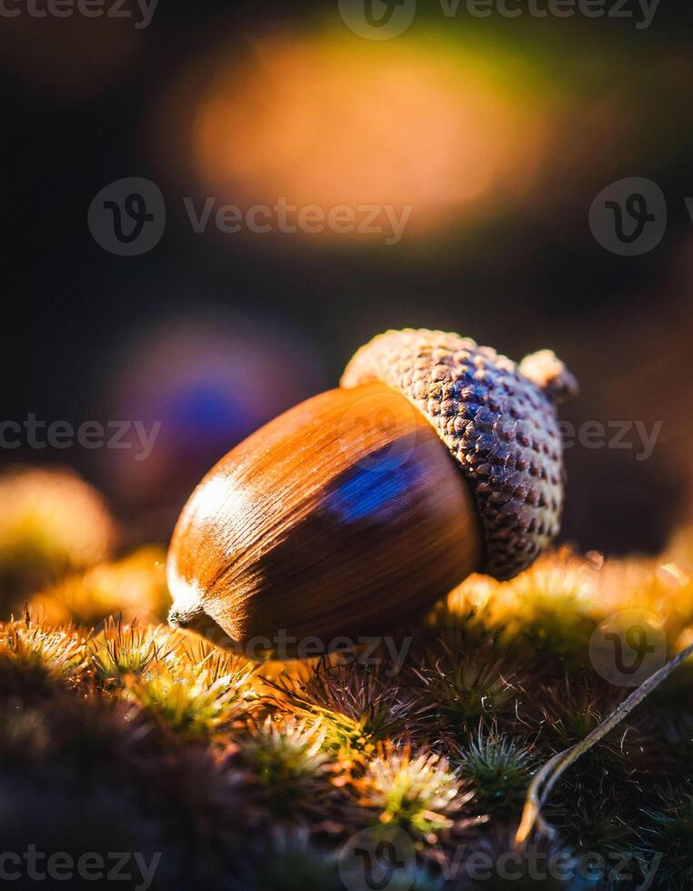 Macro Shot of Nature Life in Forest , Detailed Forest Nature Photography photo