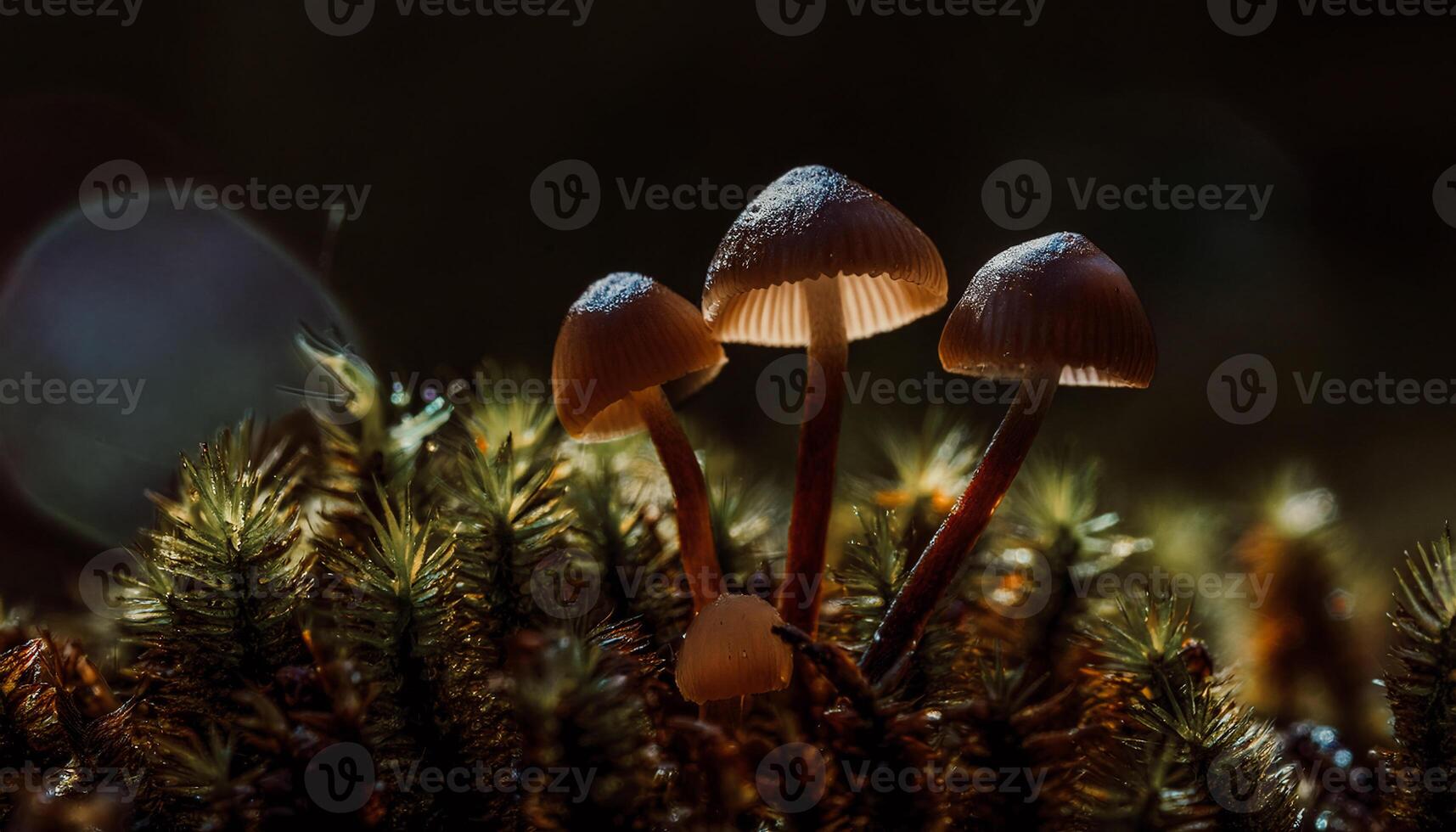 Macro Shot of Nature Life in Forest Detailed Forest Nature Photography wallpaper photo