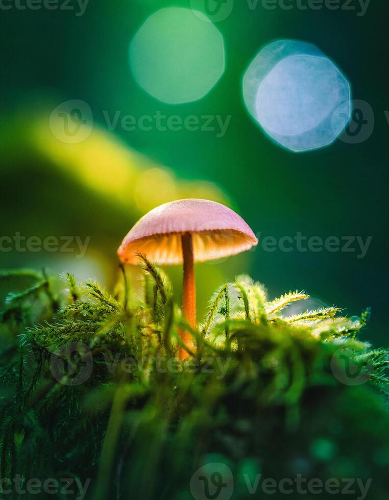 Macro Shot of Nature Life in Forest , Detailed Forest Nature Photography photo