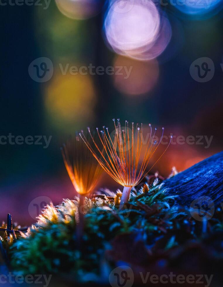 Macro Shot of Nature Life in Forest , Detailed Forest Nature Photography photo