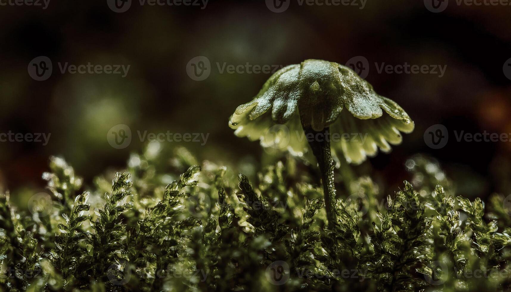 Macro Shot of Nature Life in Forest Detailed Forest Nature Photography wallpaper photo