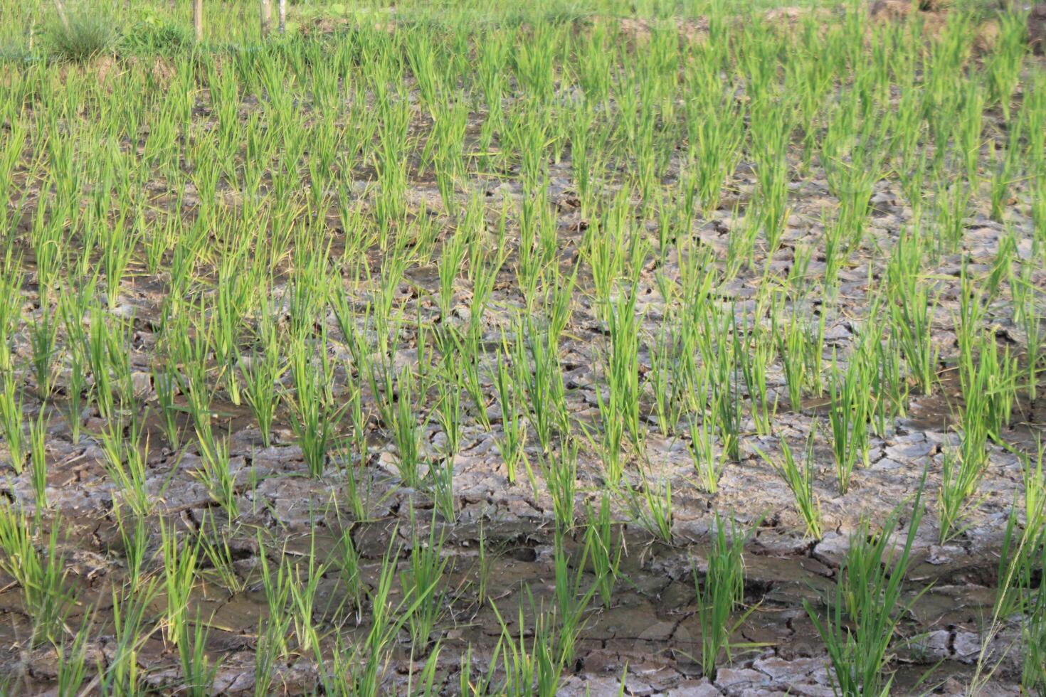 A field of green rice plants in a dry field photo