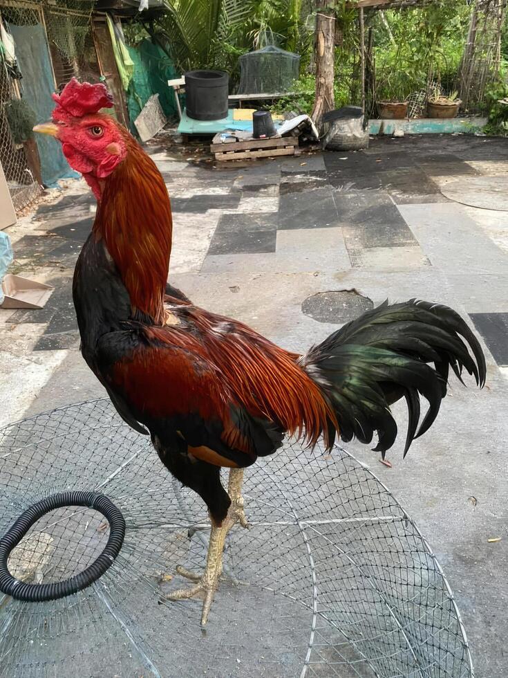 Rooster in a cage on a farm in Ho Chi Minh city, Vietnam photo