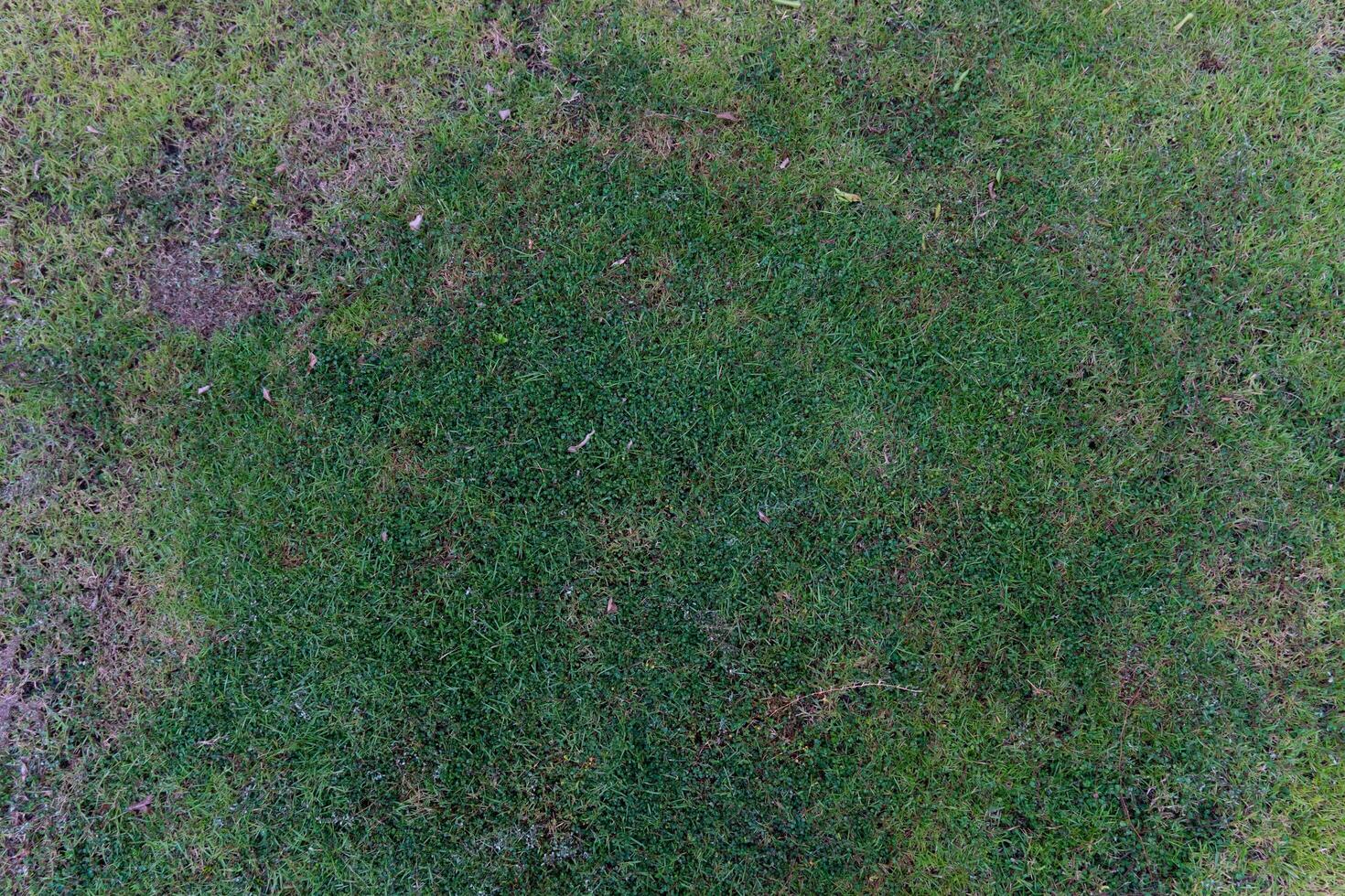 Above view of green shrub with small leaves. Shrub is growing in a grassy area and appears to be healthy and well-maintained. There are no visible flowers or fruits. photo