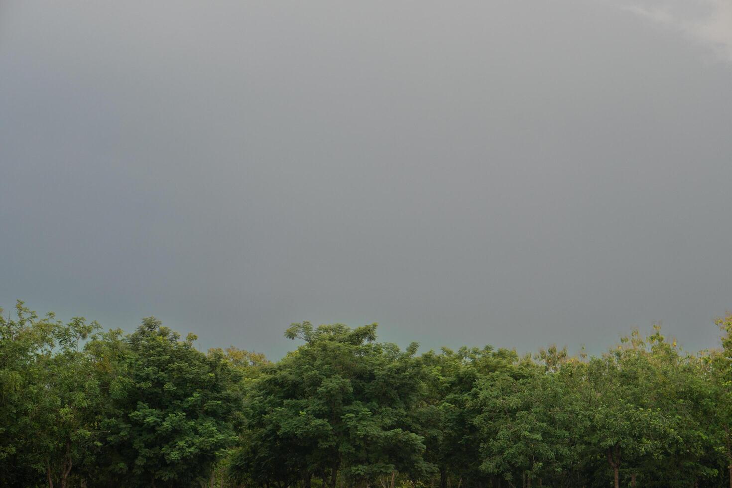 Cloudy sky above a line of trees. The sky is a uniform dark gray color, suggesting that it may be raining or overcast. The trees are green and appear to be tall and dense. photo