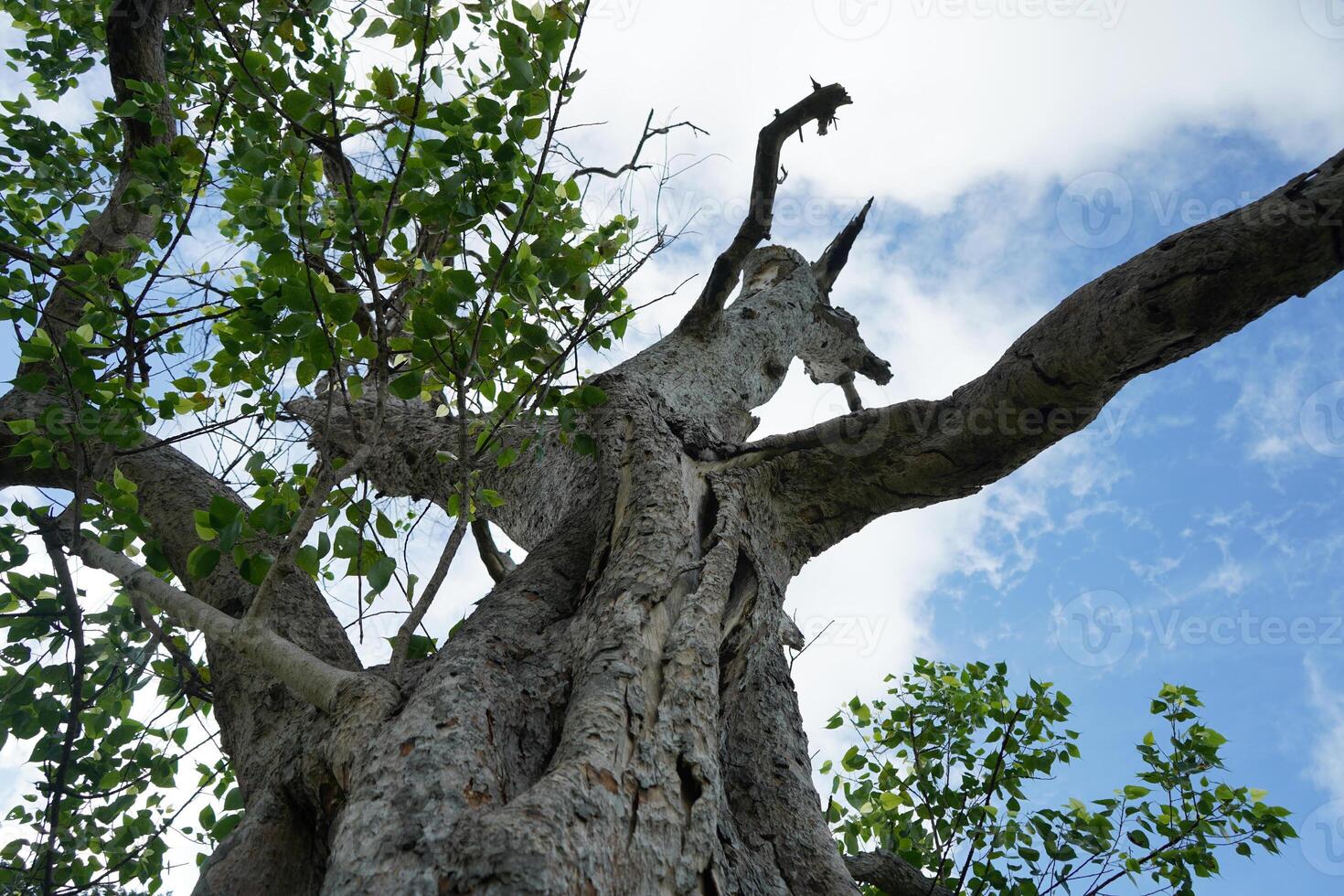 A tree in the forest photo