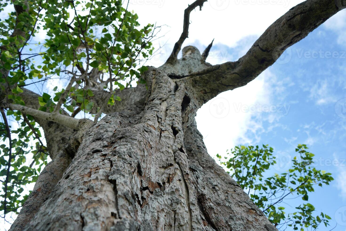 The big tree oak in the forest photo