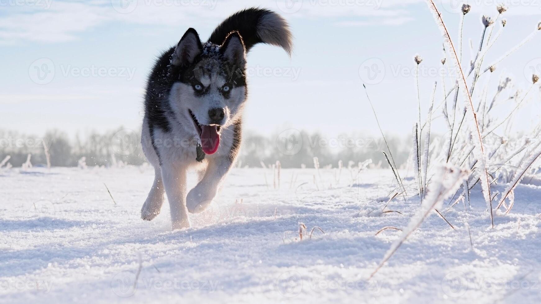 Siberian Husky breed, Adorable little dog photo