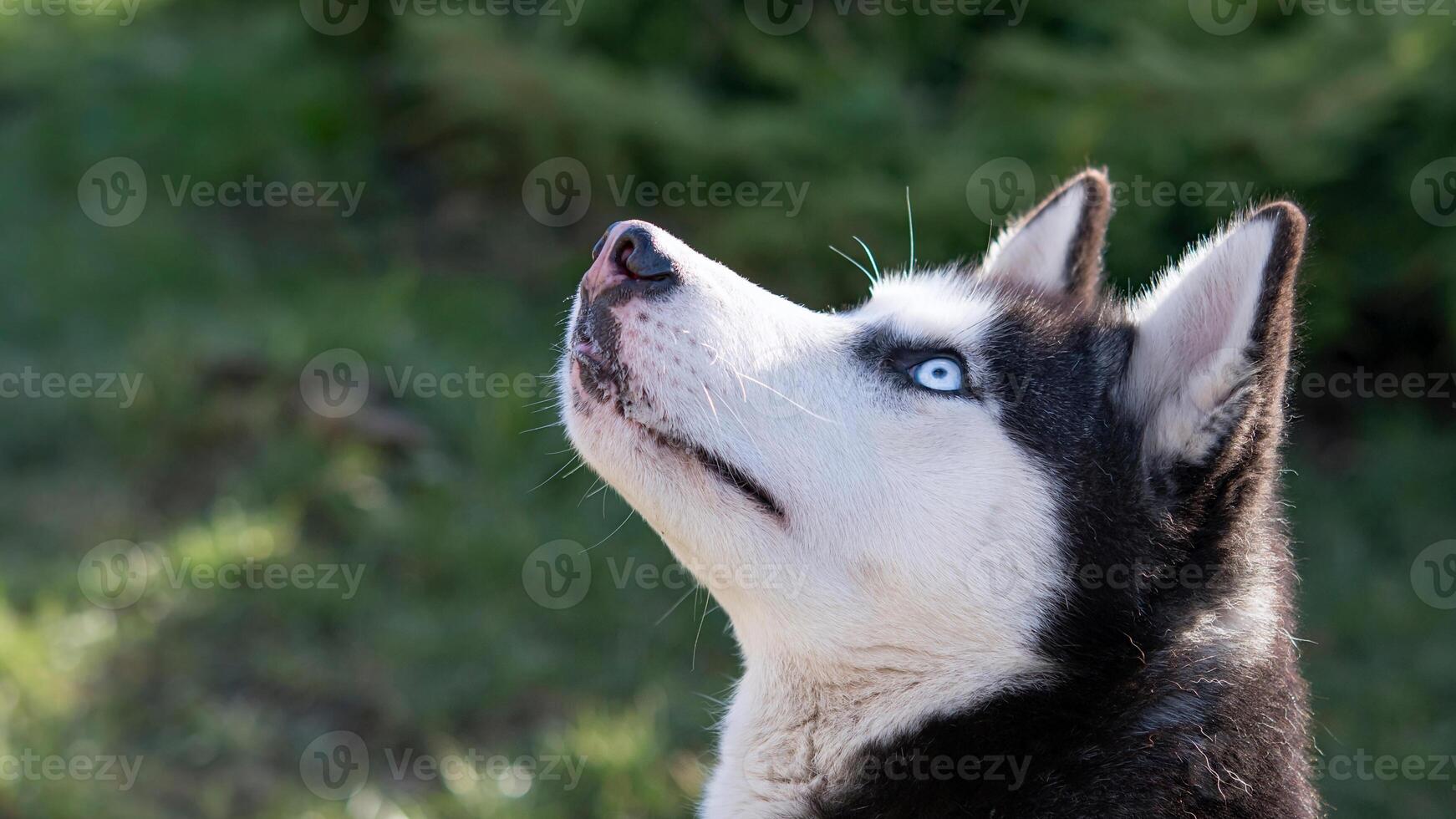 Siberian Husky breed, Adorable little dog photo