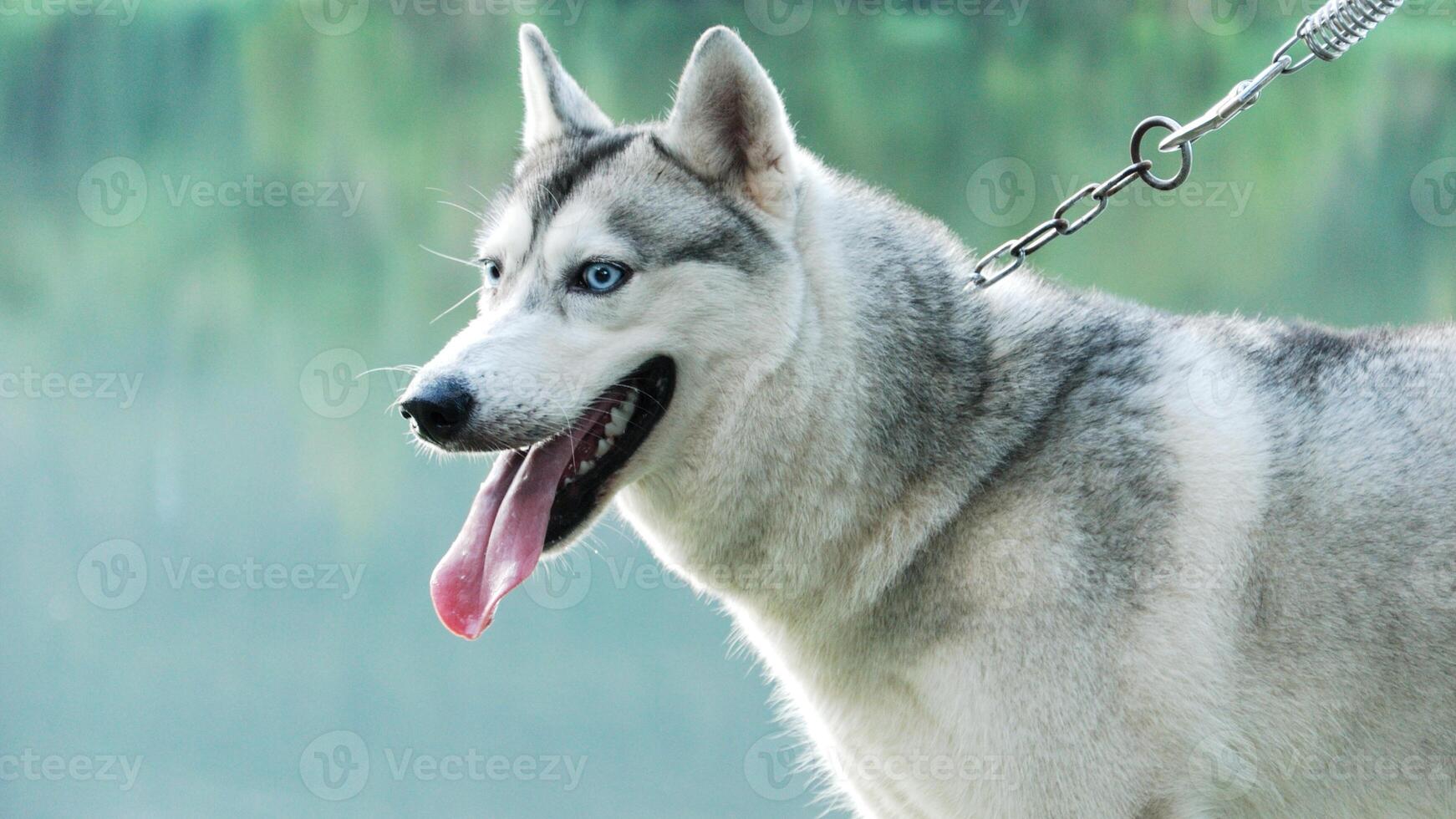 Siberian Husky breed, Adorable little dog photo
