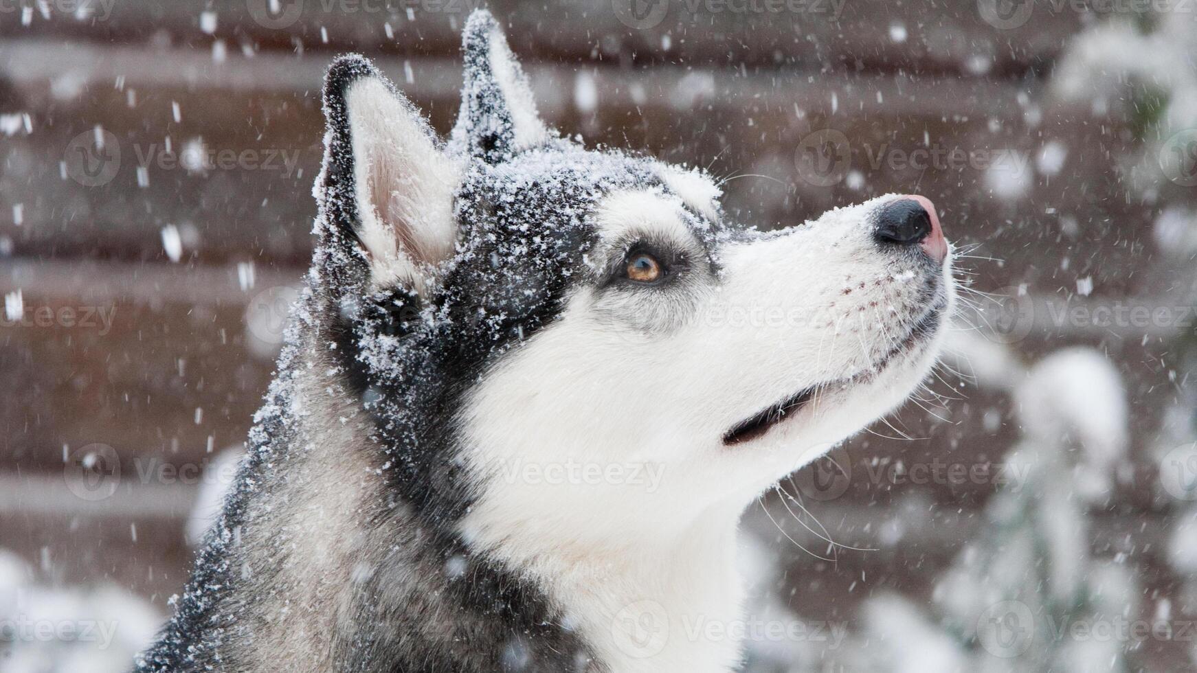 Siberian Husky breed, Adorable little dog photo