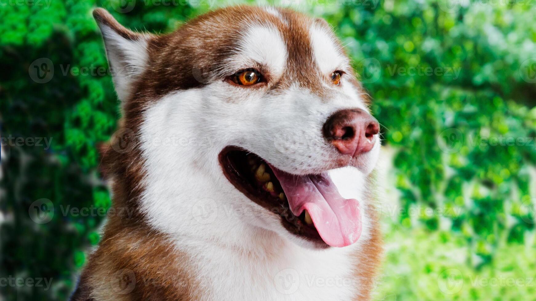 Siberian Husky breed, Adorable little dog photo