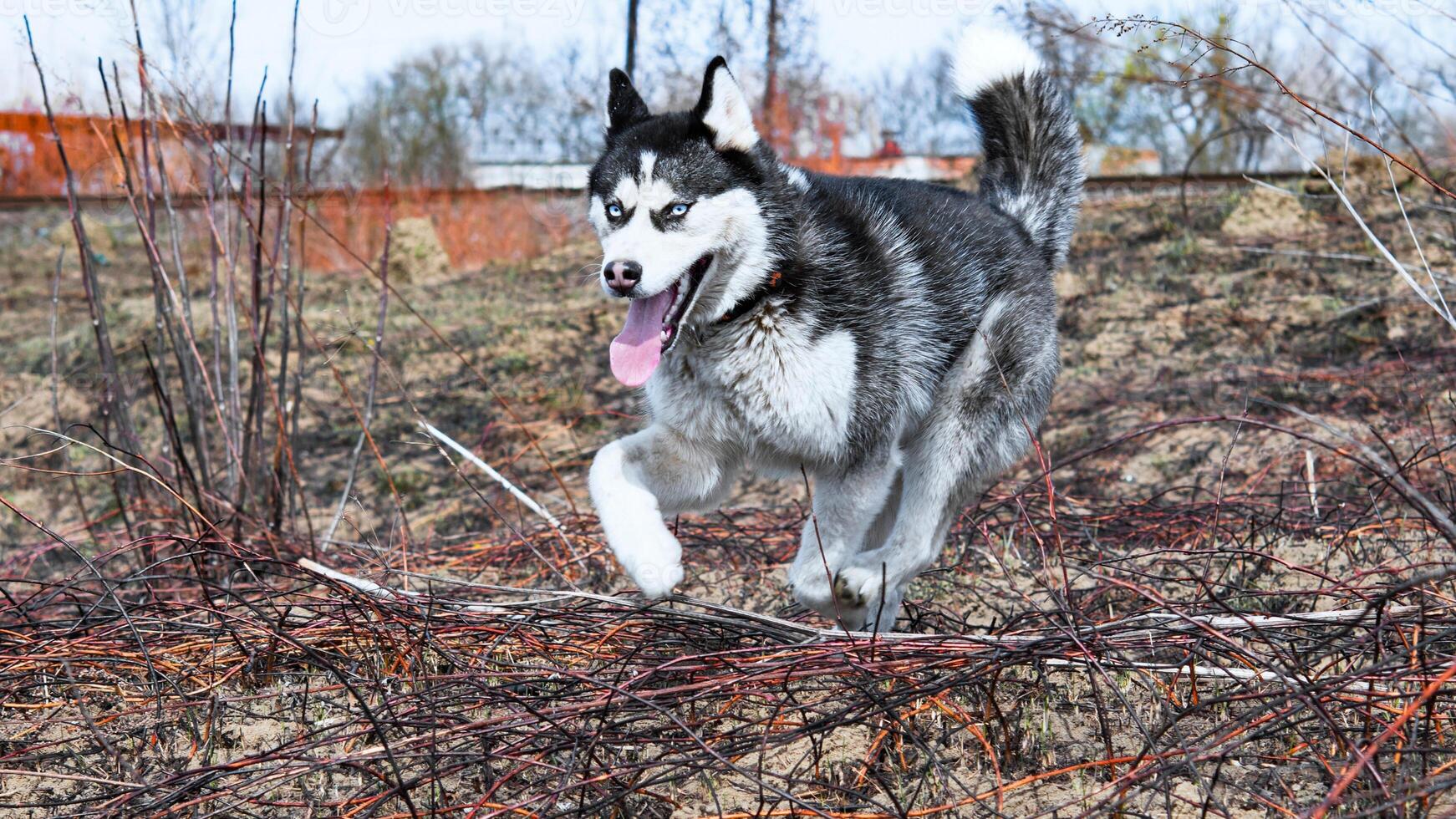 Siberian Husky breed, Adorable little dog photo